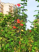 为什么有人看直播会打赏 直播没人打赏会有钱吗