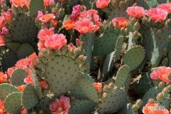 上升星座哪个最厉害 最强大的三个上升星座