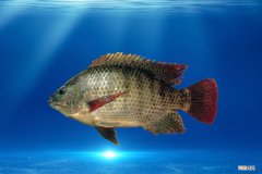 罗非鱼吃什么食物好钓呢 罗非鱼喜欢吃什么饵料