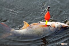 钓鲢鳙的最佳时间是几月份 钓鲢鳙什么时候是最佳时间