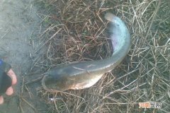 冬天钓鲶鱼用什么鱼饵钓上钩最快 钓鲶鱼用什么饵料最好