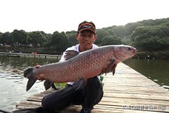 青鱼喜欢吃什么颜色的饵料 青鱼喜欢吃什么味型的饵料