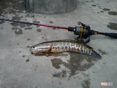 路亚竿钓什么鱼合适钓 路亚可以钓什么鱼