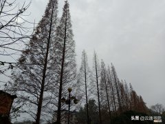 唐代书法家怀素的书体是什么 怀素是哪个朝代的书法家