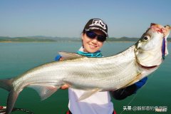 翘嘴鱼喜欢吃什么鱼食 翘嘴鱼吃什么食物