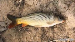 野生鲤鱼爱吃什么饵料 鲤鱼喜欢吃什么饵料