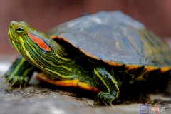 最有灵性的龟排名 十大智商最高的龟