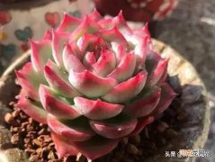 世界上最漂亮的多肉的品种 十大最漂亮的多肉植物