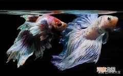 新手适合养什么鱼好养活 什么鱼是最好养活的