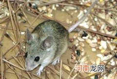 世界最大最恐怖的老鼠图片 世界上最大的老鼠叫什么