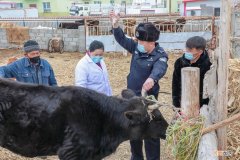肉食牛养殖利润怎么样 养殖20头牛一年要投资多少钱