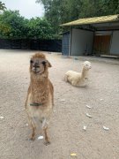 羊驼大概现在多少钱一只 小羊驼最便宜一只多少元