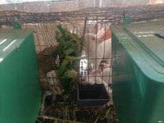 养1000只兔子需要投资多少钱 养一千只兔子一年利润