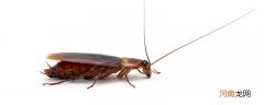 蟑螂咬人么