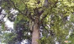 金丝楠木价格为什么一直这么高 金丝楠木一斤价格