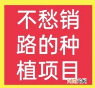 推荐4个农村种植致富好项目 农业种植什么好项目有哪些
