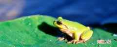青蛙的别名叫什么