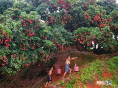 广西水果特产名称图片 广西水果特产有哪些