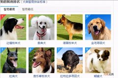 世界上最聪明的狗是什么狗 聪明的狗狗排行榜