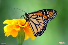 蝴蝶的特点和生活环境 蝴蝶的外形特点和生活特征