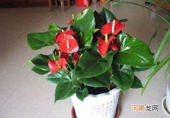 红掌叶子中间干枯破洞怎么处理 红掌叶子发黄怎么补救