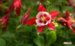 耧斗菜小苗如何养护 耧斗菜的养殖方法和注意事项