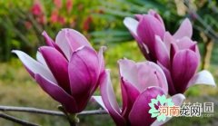 什么是低等植物和高等植物 低等植物和高等植物有何区别