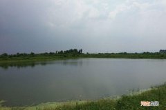 田螺用什么洗比较干净 螺蛳青苔怎么清洗最干净