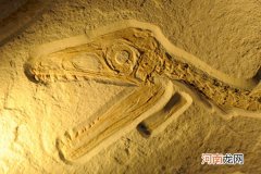 生物化石的形成需要什么条件 化石是怎么形成的