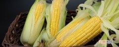 玉米是什么