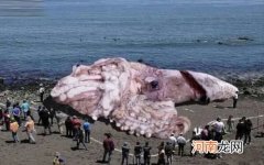 世界上十大智商最高的动物 智商最高的动物排行