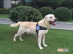 适合家养的宠物狗排名 十大适合家养的狗