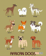 世界名犬图片大全排行 世界名犬品种大全