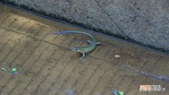 蚂蟥的收购价是多少钱 蚂蝗价格多少钱一斤