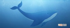 鲸鱼代表什么象征意义