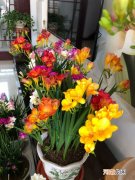 室内适合养的花带清香的 适合家养的很香的花有哪些