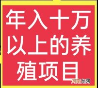 农村创业致富小项目养殖推荐 创业养殖致富项目