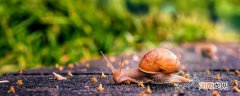 蜗牛是动物吗