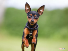 世界上最小的狗是什么狗 世上最小的狗1毫米