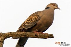 下雨天后布谷鸟叫有什么征兆 布谷鸟叫有什么征兆