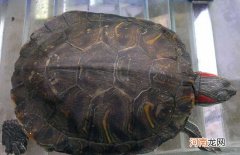 怎么判断乌龟什么时候下蛋什么时候出生 乌龟什么时候下蛋