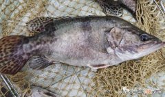 现在养殖什么容易挣钱 新手养什么比较挣钱