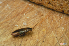 蟑螂消灭彻底的办法是啥 德国小蟑螂怎么消灭最彻底