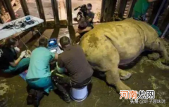 世界最珍贵珍稀动物仅剩一只 世界珍稀动物仅剩一只
