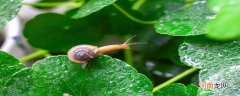背负蜗居的是什么动物