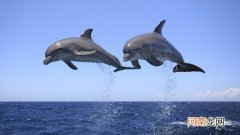 鲨鱼什么都吃为什么偏偏不吃海豚呢 鲨鱼为什么不吃海豚