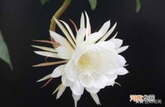 昙花一现的花语寓意代表着什么 昙花的花语和象征意义