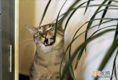 为什么狸花猫很少有人养 狸花猫千万不能养为什么