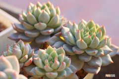 家里千万不能养多肉品种有哪些 5种多肉千万不要养