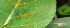 黄色的小虫子是什么虫子